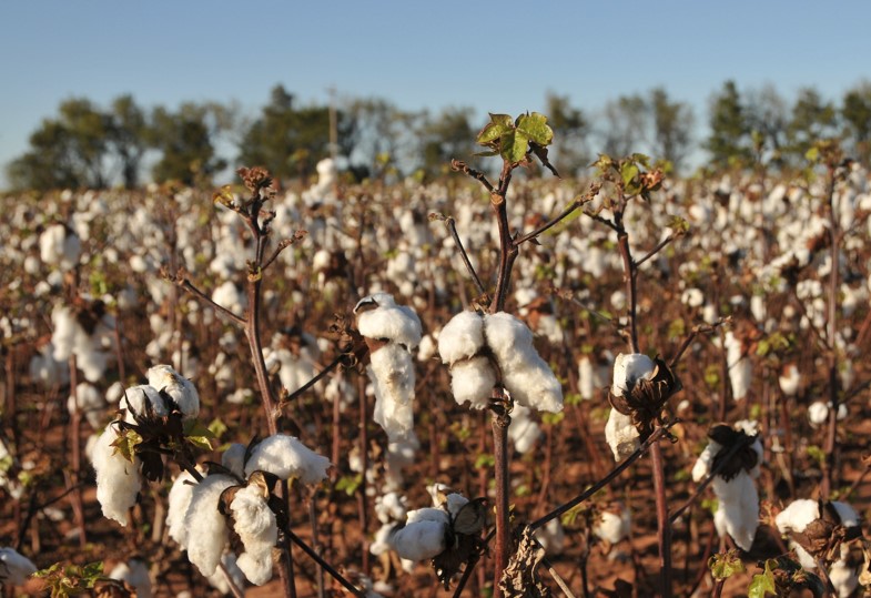 Oklahoma Cotton and Grain Sorghum Crops Are Much Larger Than 2020 Production