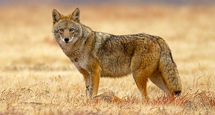 Seems Like More Coyotes Around?  Wildlife Experts Say There Are