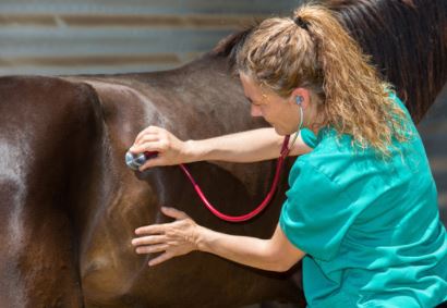 Veterinary Viewpoints: When Should I Call the Veterinarian?