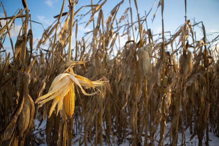 Oklahoma Grain Elevator Cash Bids as of 2 p.m. Thursday, December 9, 2021