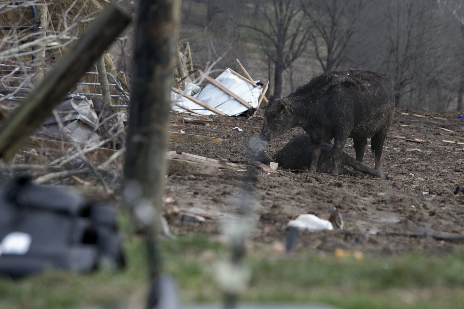 Kentucky Agriculture Takes Massive Hit from From Mile Wide Tornado over the Weekend