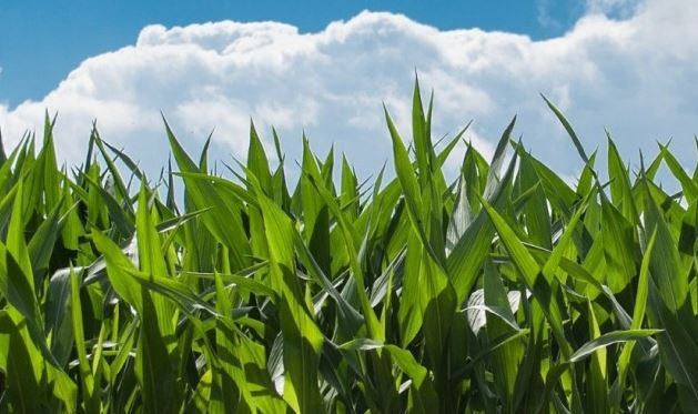 Too Many to Count: Factors Driving Fertilizer Prices Higher and Higher