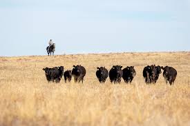 Limousin Breed is Set to Help Kick Off 2022 Cattlemen's Congress