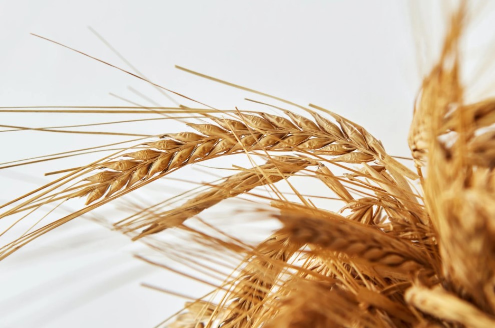 Oklahoma Grain Elevator Cash Bids as of 2 p.m. Monday, January 10, 2022