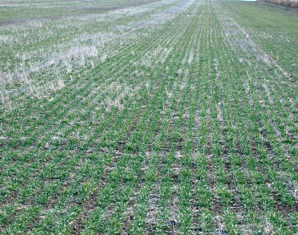 Oklahoma Grain Elevator Cash Bids as of 2 p.m. Thursday, January 20, 2022