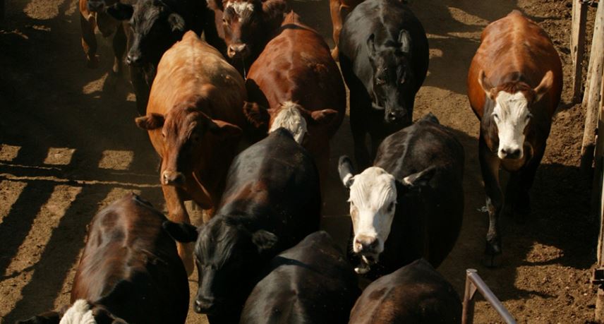 OSU's Derrell Peel Says Feedlots are Maintaining Cattle Inventories