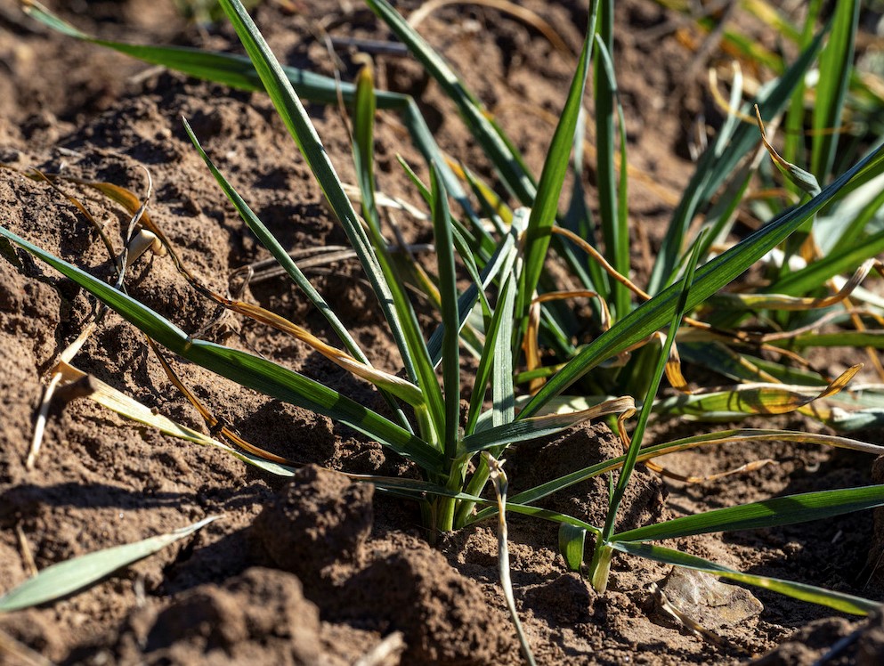 Oklahoma's Winter Crops are Suffering Due to Ongoing Drought