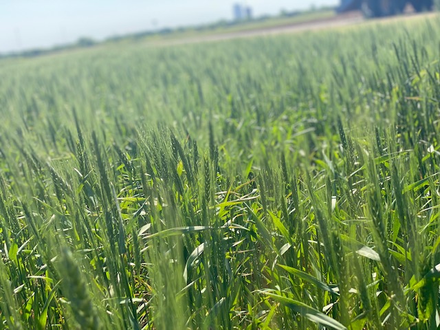 Allendale's Rich Nelson says March WASDE Neutral for Corn and soybeans, Slightly bearish for Wheat