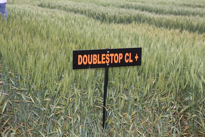 Top Eight Wheat Varieties Planted in Oklahoma in 2021 Come From OSU Wheat Breeding Program