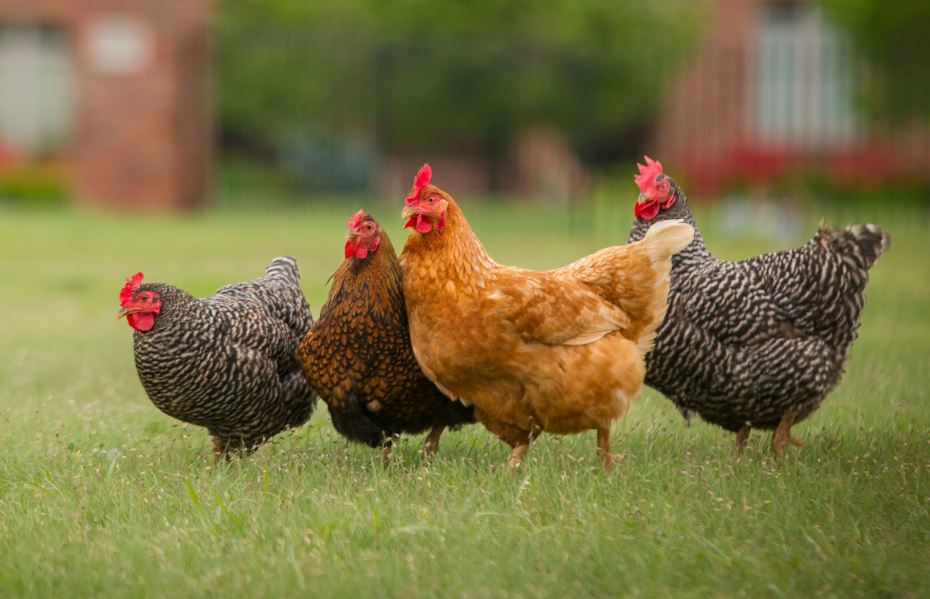 New Study Highlights Benefits of the Partnership Between Contract Farmers and Chicken Companies