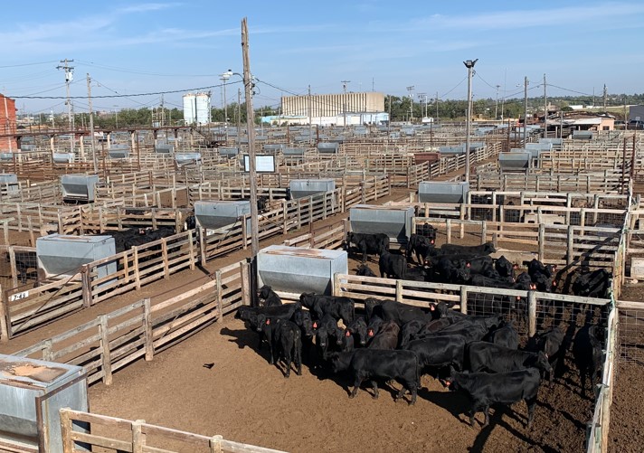 Feeder Steers Steady to Higher, Feeder Heifers Unevenly Steady and Steer and Heifer Calves Lightly Tested at Oklahoma National Stockyards on Monday