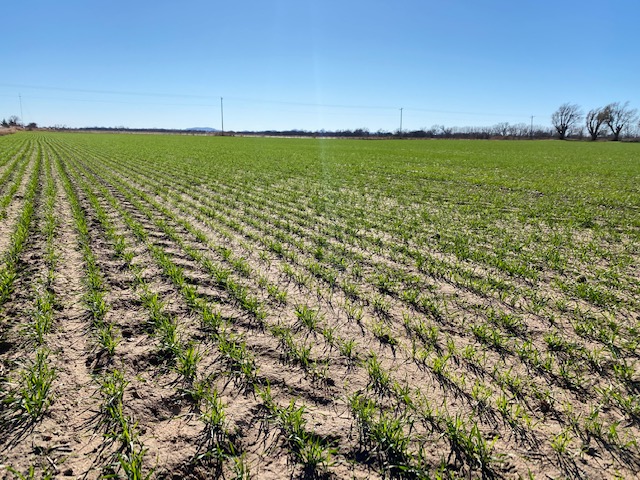 Oklahoma Wheat Crop Slips 3 Points Versus Last week According to latest Crop Progress 