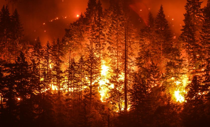 USDA to Provide Payments to Livestock Producers Impacted by Drought or Wildfire