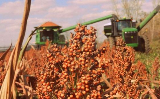 National Sorghum Producers Calls on USAID to Consider Grain Sorghum Offers