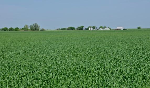 Latest Crop Progress Report Shows Oklahoma Wheat 21% Good to Excellent, Down from Last Week