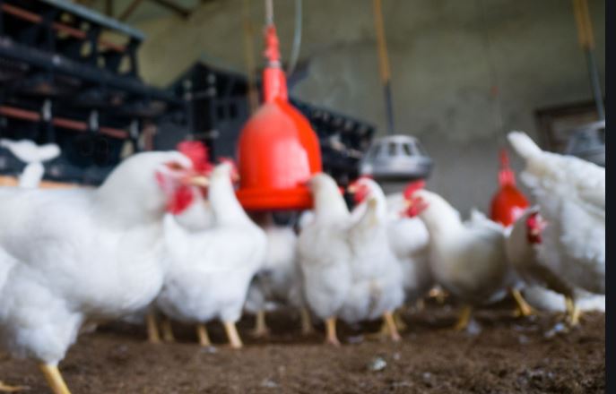 First Confirmed Case of HPAI Reported in an Oklahoma Commercial Poultry Flock Found in Sequoyah County