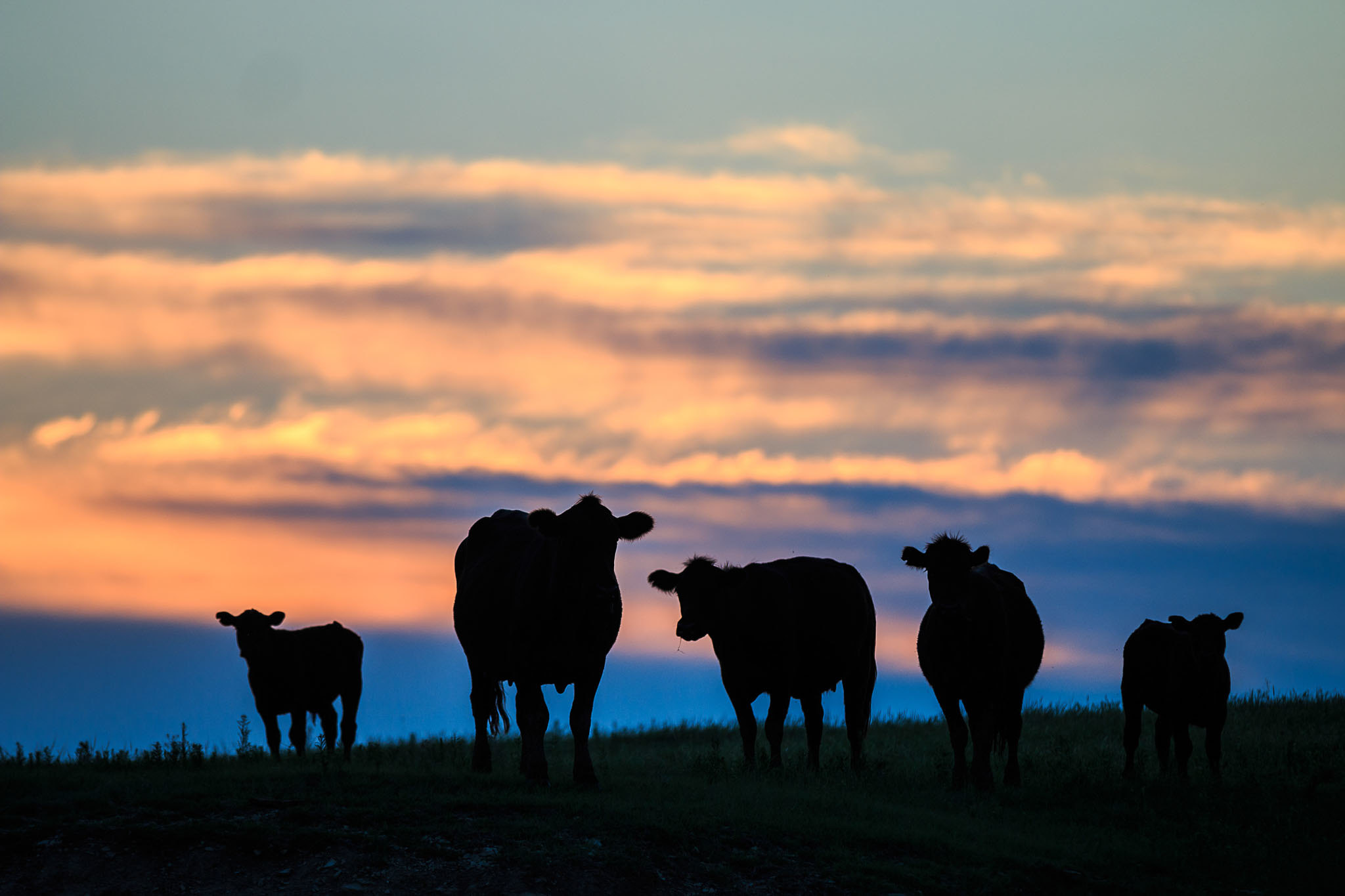 OKFB sends letter to Congress in opposition of cattle market legislation
