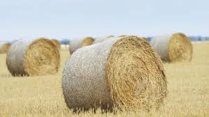OSU's Dr. Peel Sees Tigher Hay Stocks in 2022 Due to Drought