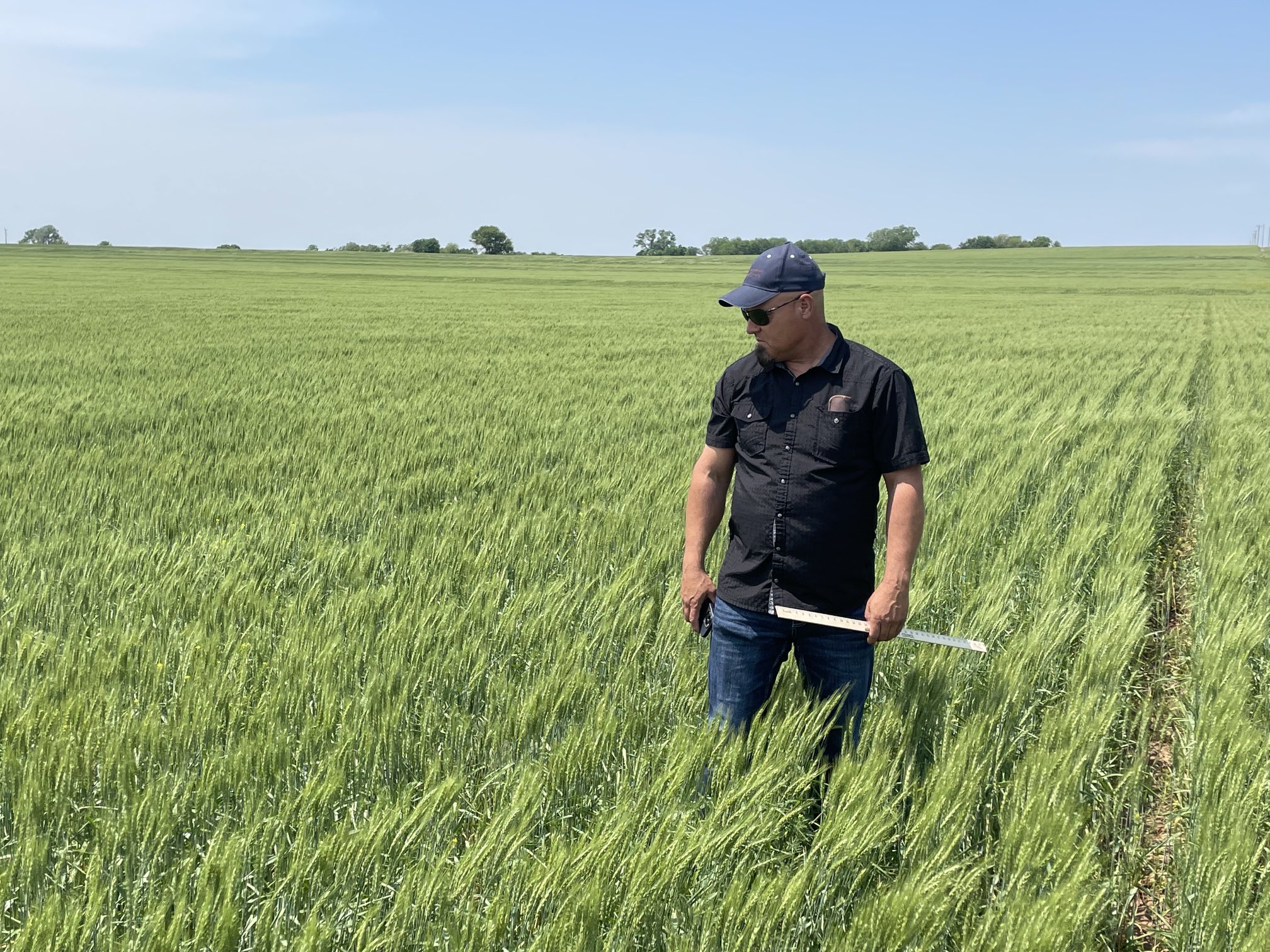 Kansas Wheat Tour Participants Call Crop Spotty With Significant Drought Stress the Norm
