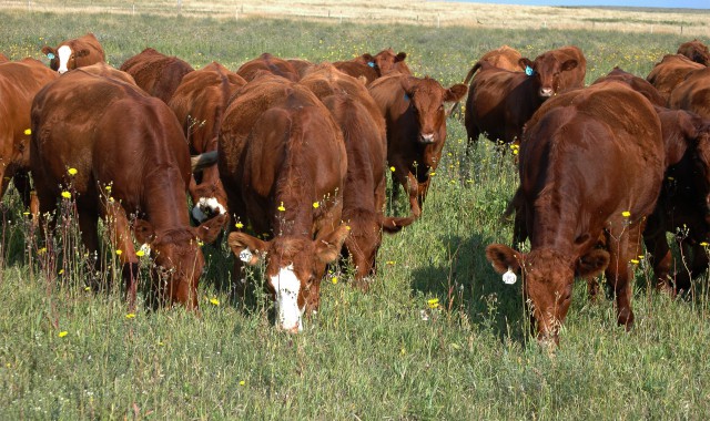 OSU's Paul Beck says Manage Pastures Now to Improve Drought Recovery Later