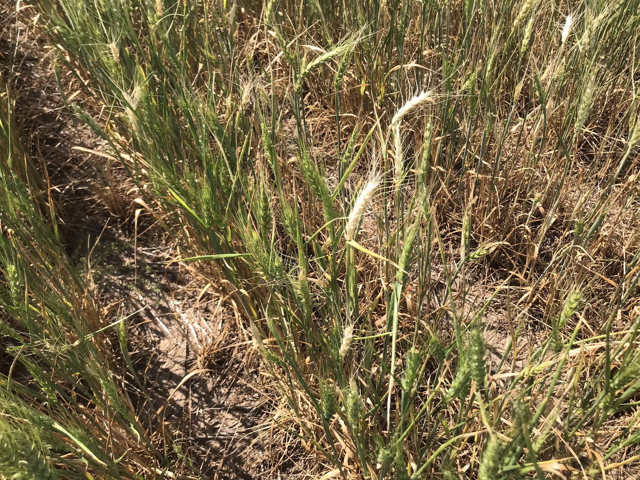 Crop Scouts on Day Two of Kansas Wheat Tour Find 2022 Crop in Trouble Due to Drought