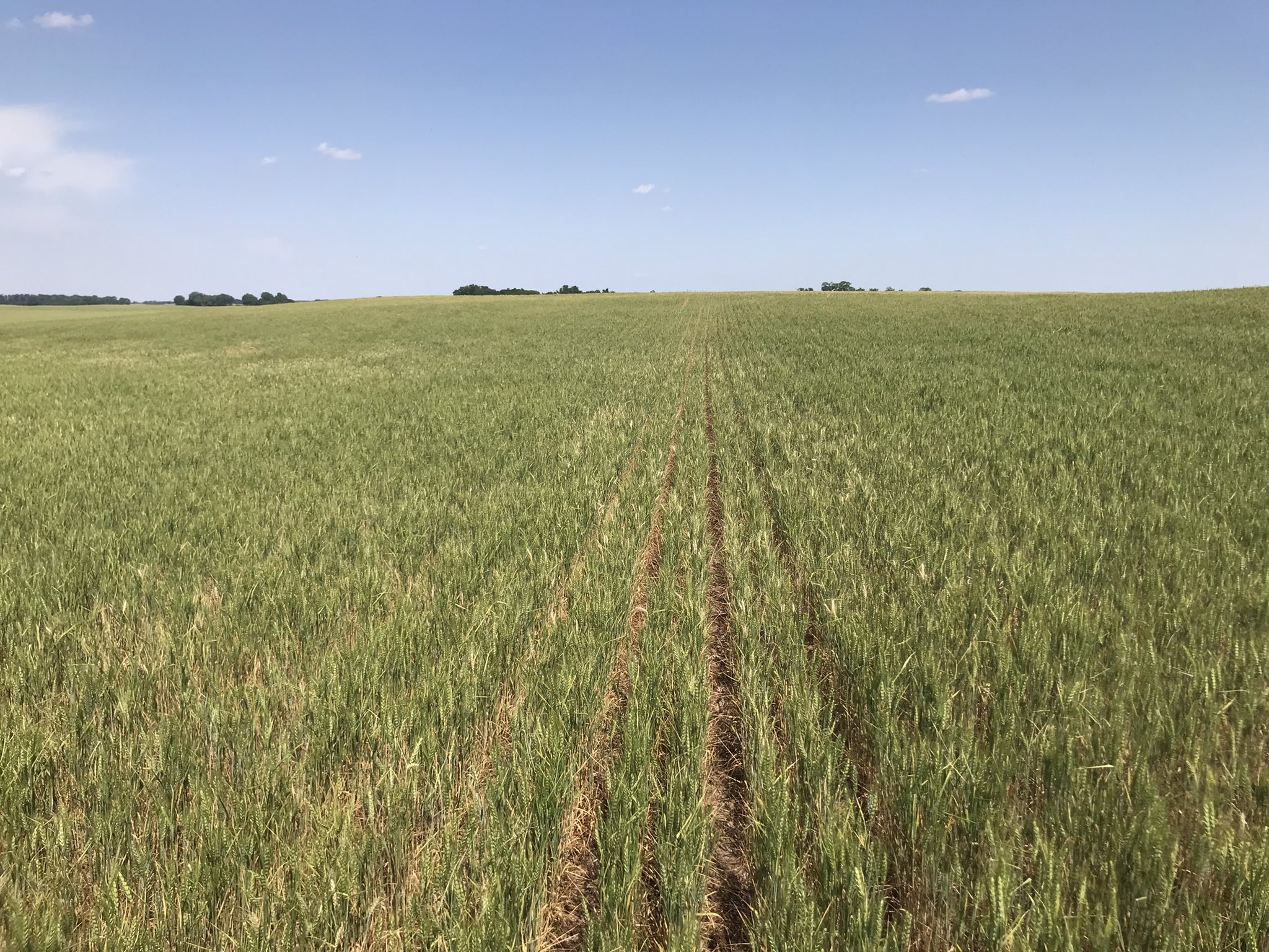 Crop Scouts on Day Two of Kansas Wheat Tour Find 2022 Crop in Trouble Due to Drought