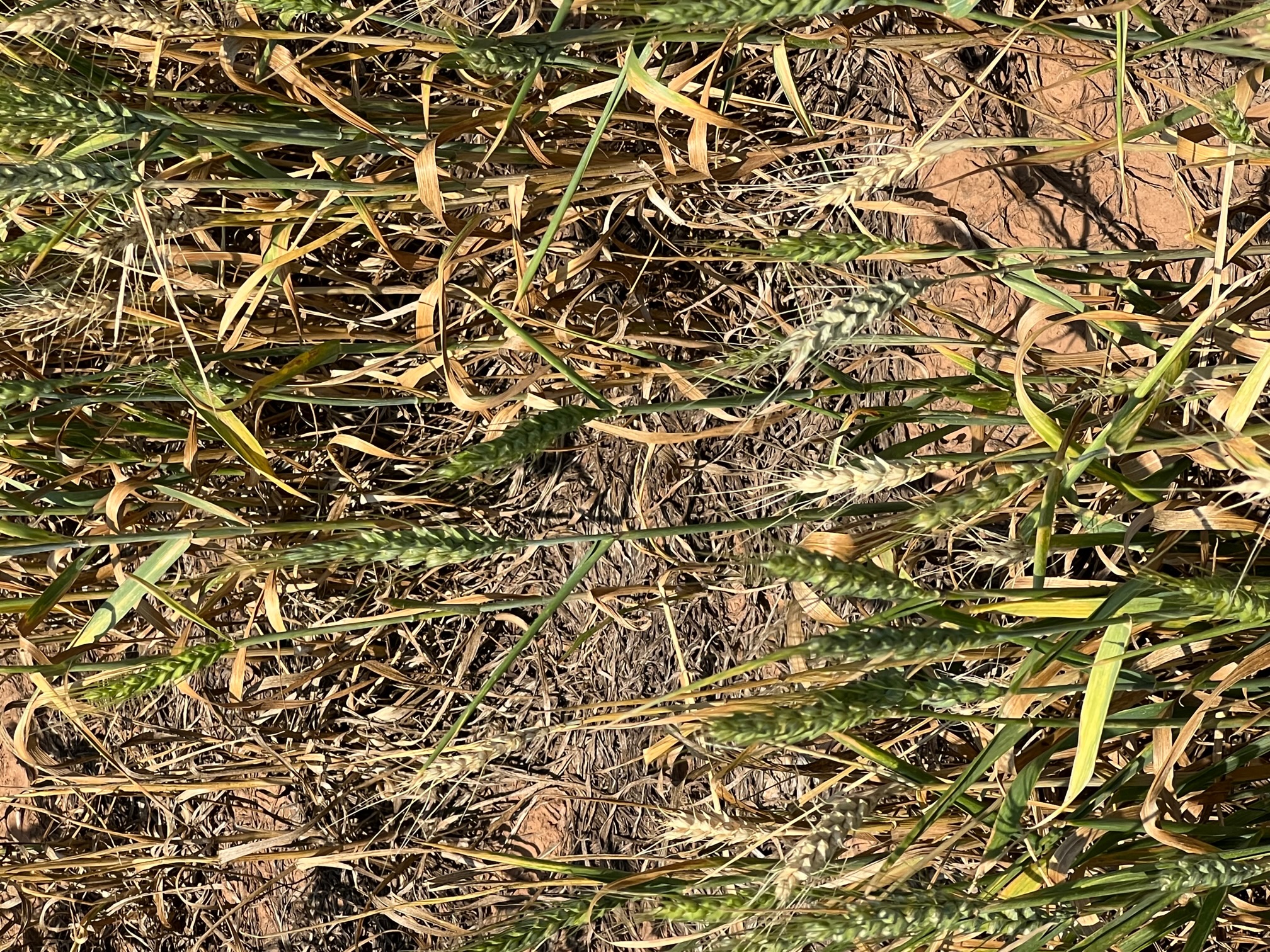 Crop Scouts on Day Two of Kansas Wheat Tour Find 2022 Crop in Trouble Due to Drought