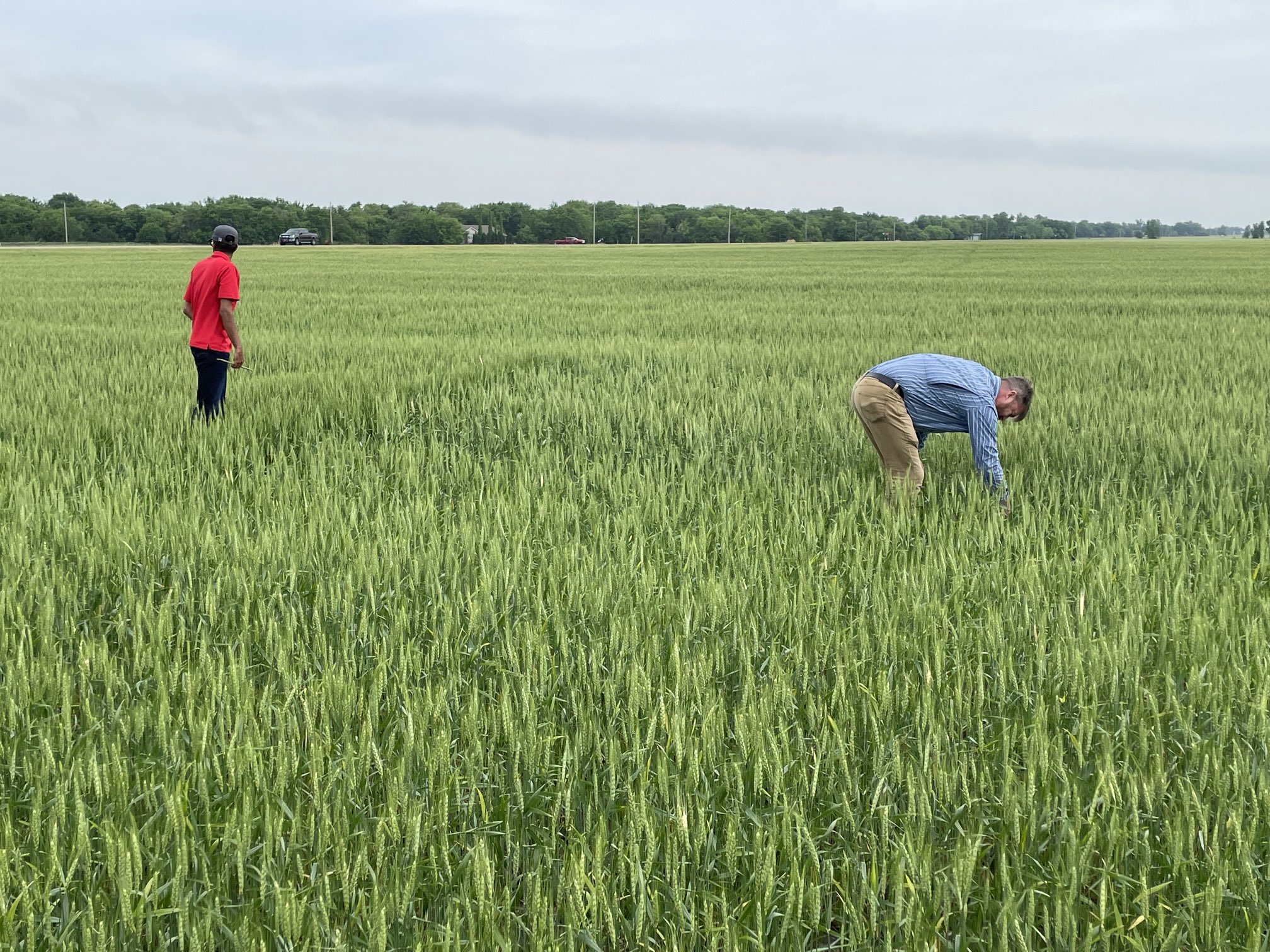 2022 Kansas Wheat Crop Scouts Predict More Abandoned Acres Compared to USDA- Resulting in 261 Million Bushels- Off 28 Percent from 2021