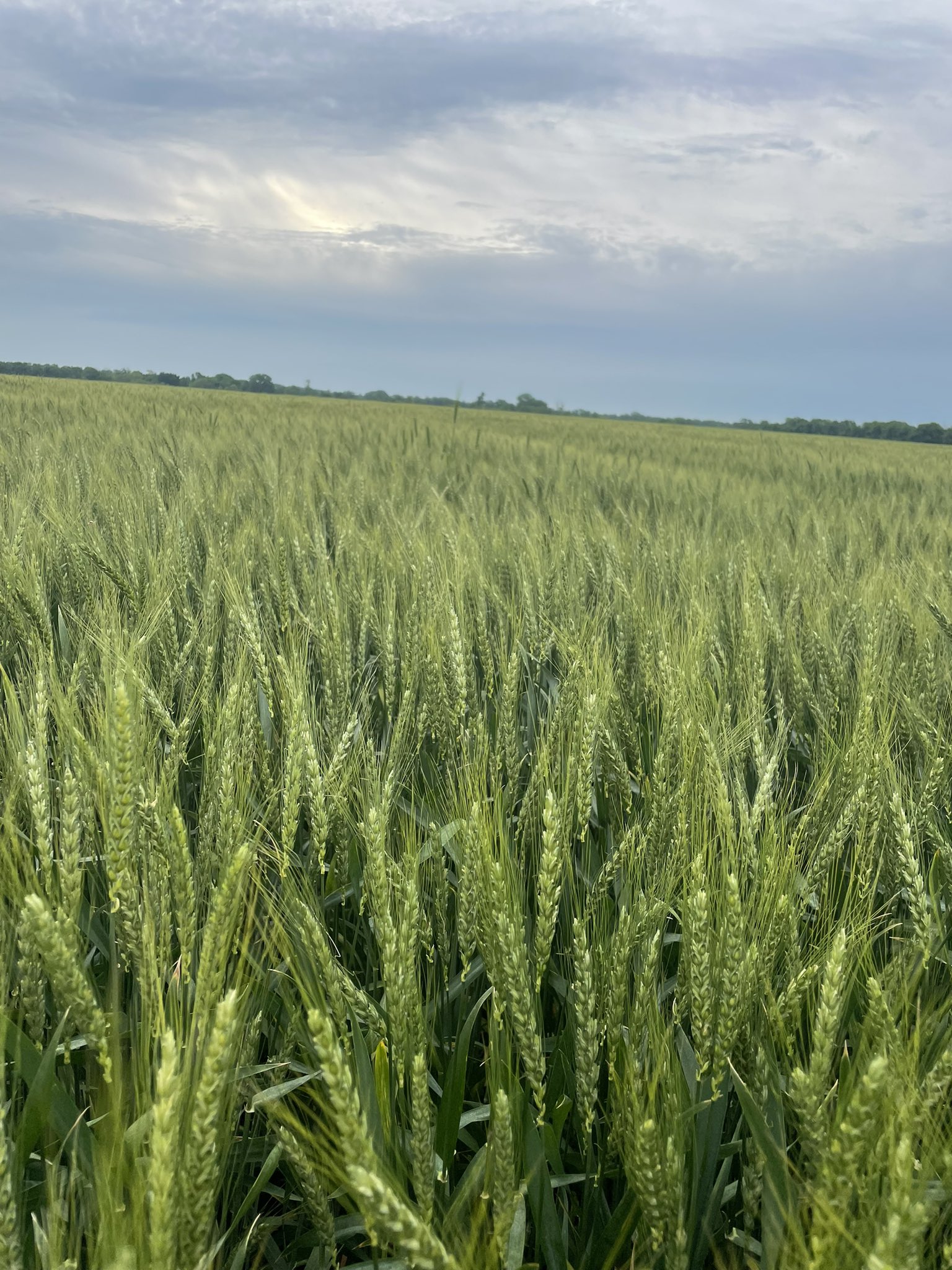 2022 Kansas Wheat Crop Scouts Predict More Abandoned Acres Compared to USDA- Resulting in 261 Million Bushels- Off 28 Percent from 2021