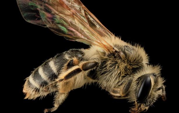 Preventing viral Threats to Bees