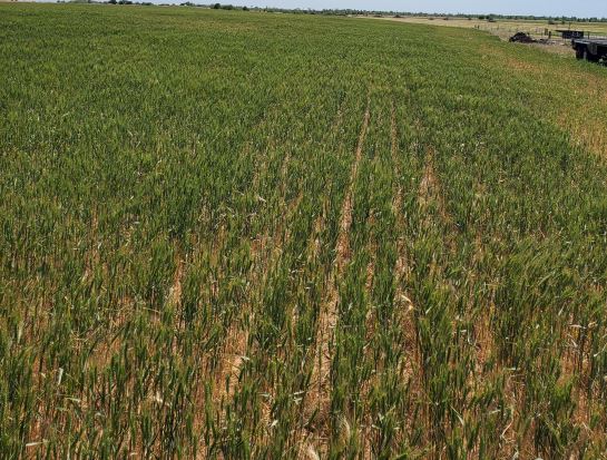 Nationwide, Winter wheat was rated 28% good to Excellent,  the lowest such rating since the drought of 1989