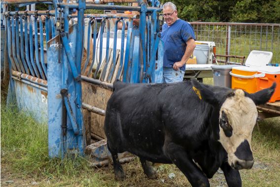 Mark Johnson on Facilities and Avoiding Injury When Working Cattle