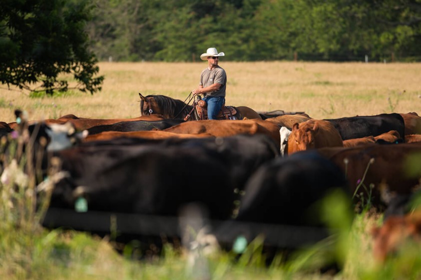 OSU's Derrell Peel says Beef Cow Slaughter Continues Unabated