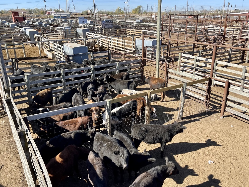 Feeder Steers Steady to Higher, Feeder Heifers Higher, Steer Calves Unevenly Steady at Oklahoma National Stockyards on Monday