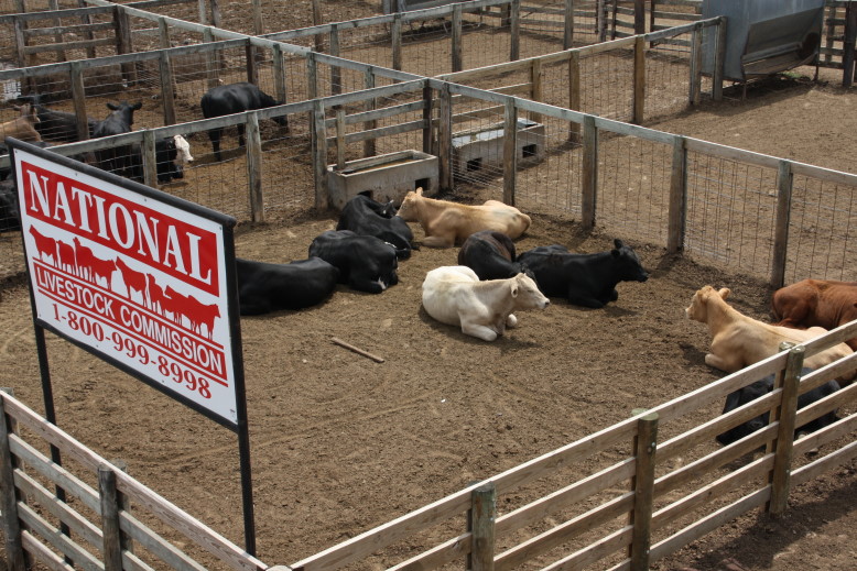 Feeder Steers and Heifers Steady to Higher, Steer Calves Mostly Steady, Heifer Calves Higher at Oklahoma National Stockyards on Monday
