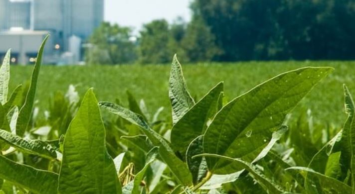 Oklahoma Grain Elevator Cash Bids as of 2 p.m. June 28, 2022