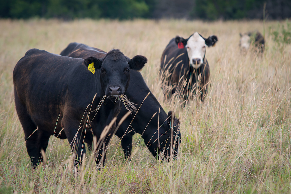 Oklahoma Bankers More Pessimistic About Farm Income Compared to Neighboring States According to the OKC Branch of the KC Fed