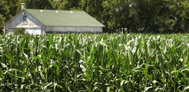 Good to Excellent Corn Conditions Rise in Oklahoma while Cotton and Soybeans Decrease in Percentage Points Since Last Week