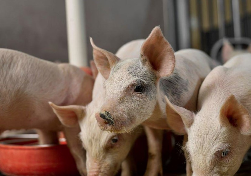 Pork Industry Now Contributes $57 Billion to U.S. GDP