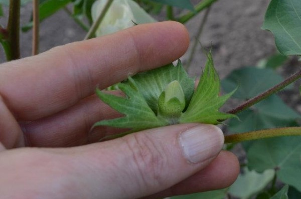 Good to Excellent Rated Cotton in Oklahoma Drops Almost 10 Percentage Points Since Last Week