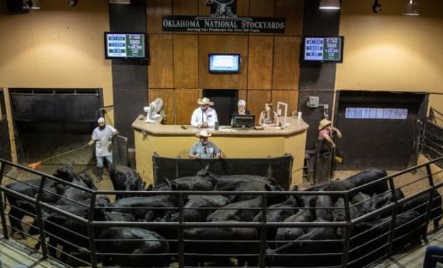 Heavy Run at Oklahoma National Stockyards Sees Yearlings $4 to $7 Lower- Calves $3 to $5 Lower