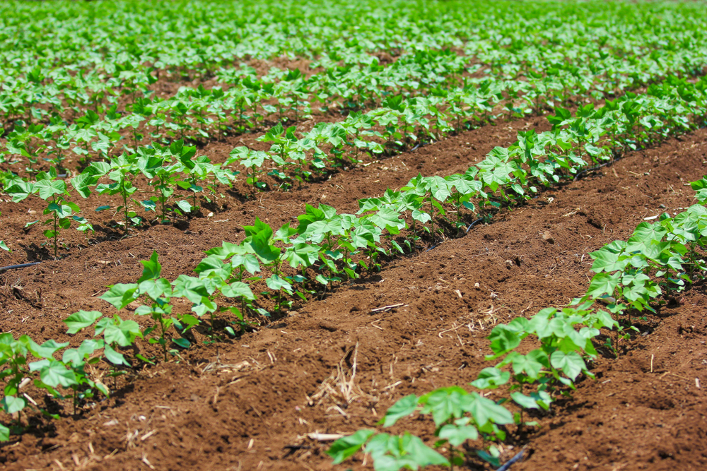 Corn, Soybeans and Cotton Ratings in Oklahoma Drop Significantly from Last Week