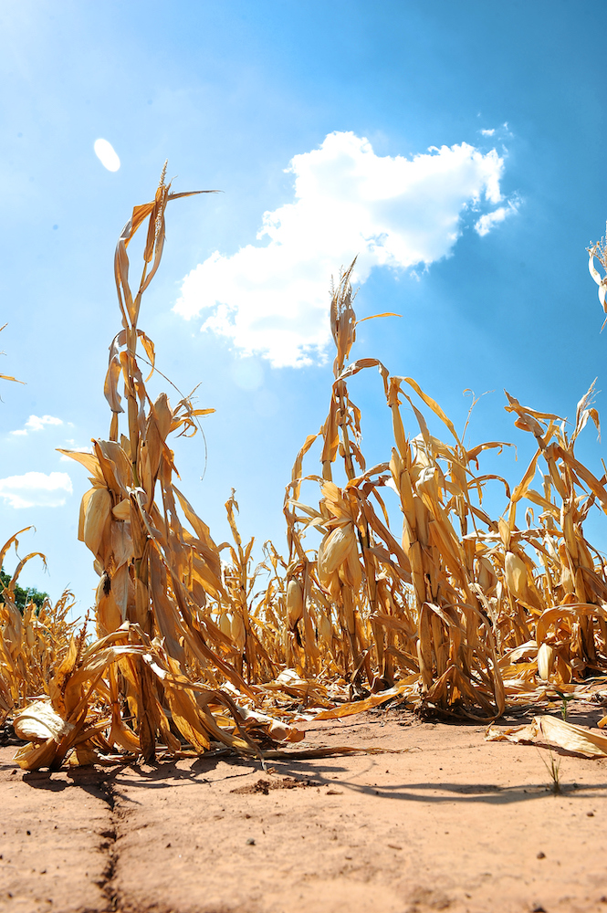 Test Nitrate Levels Before Feeding Failed Crops