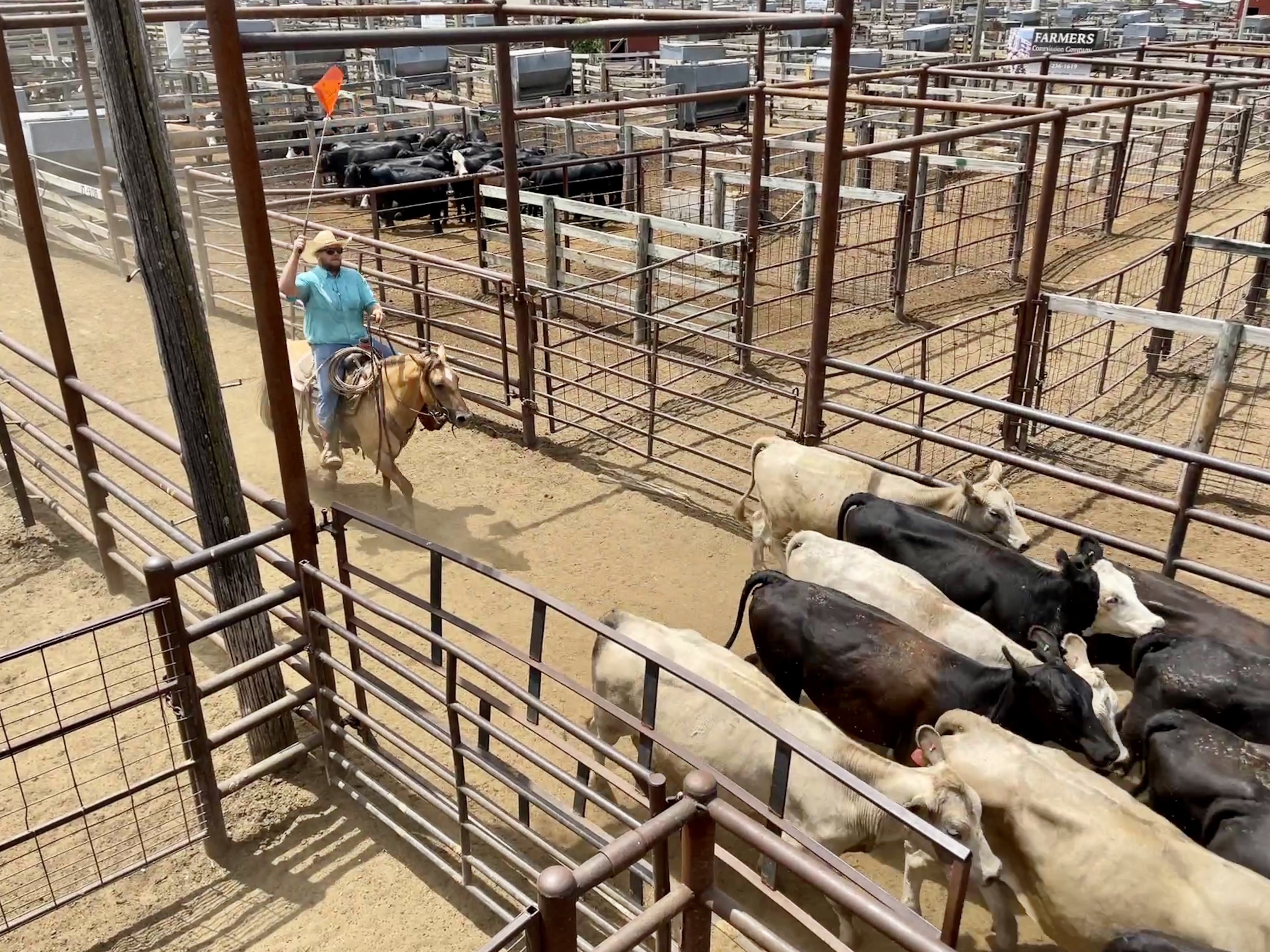 Feeder Steers Unevenly Steady, Feeder Heifers Steady to Higher, Steer Calves Unevenly Steady at Oklahoma National Stockyards on Monday