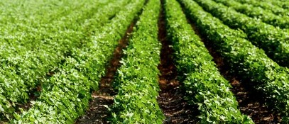 50 Percent or More of Cotton in Texas and Oklahoma in Poor to Very Poor Conditions