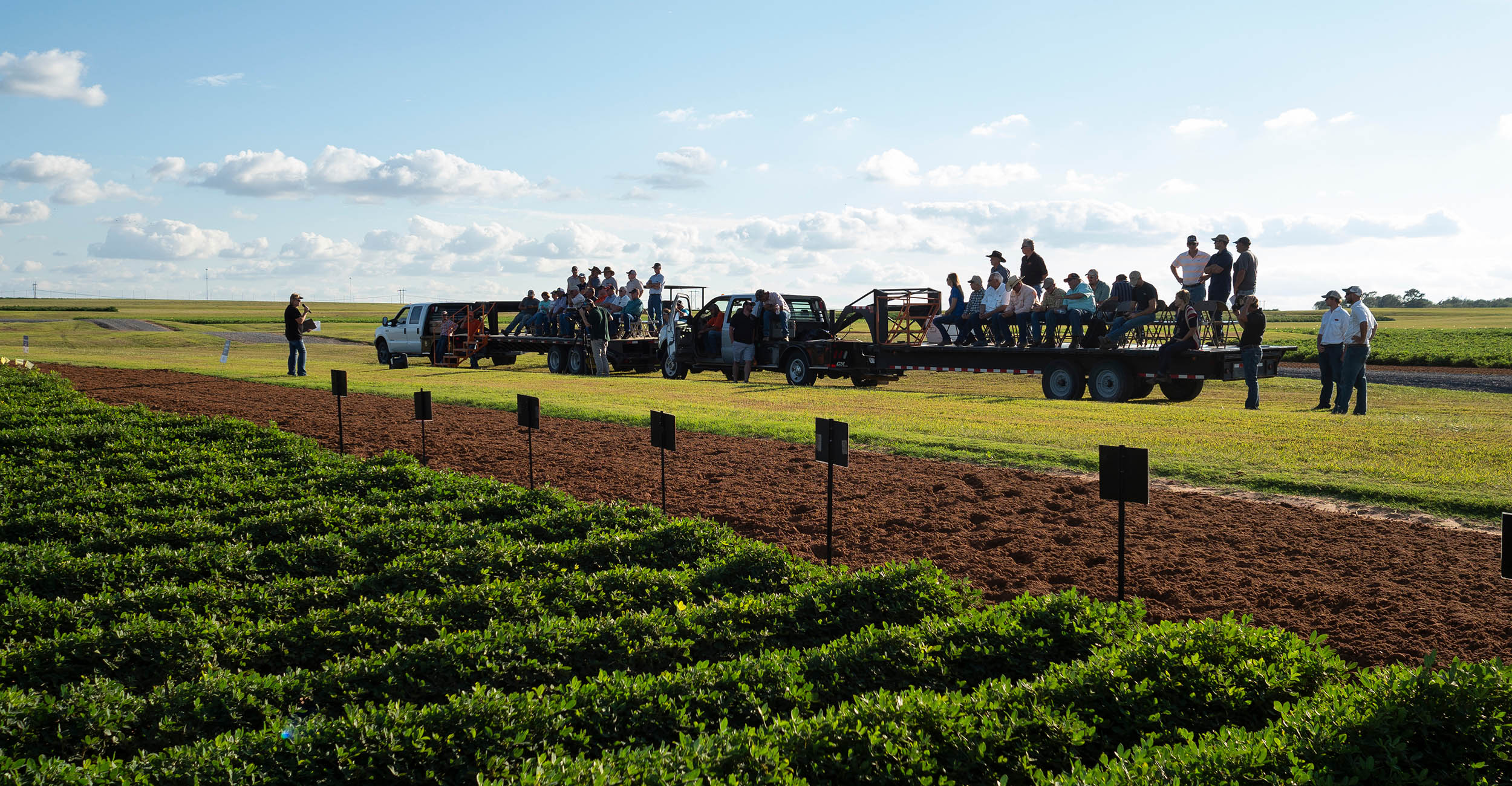 Caddo Peanut and Cotton Field Day Approaching in September