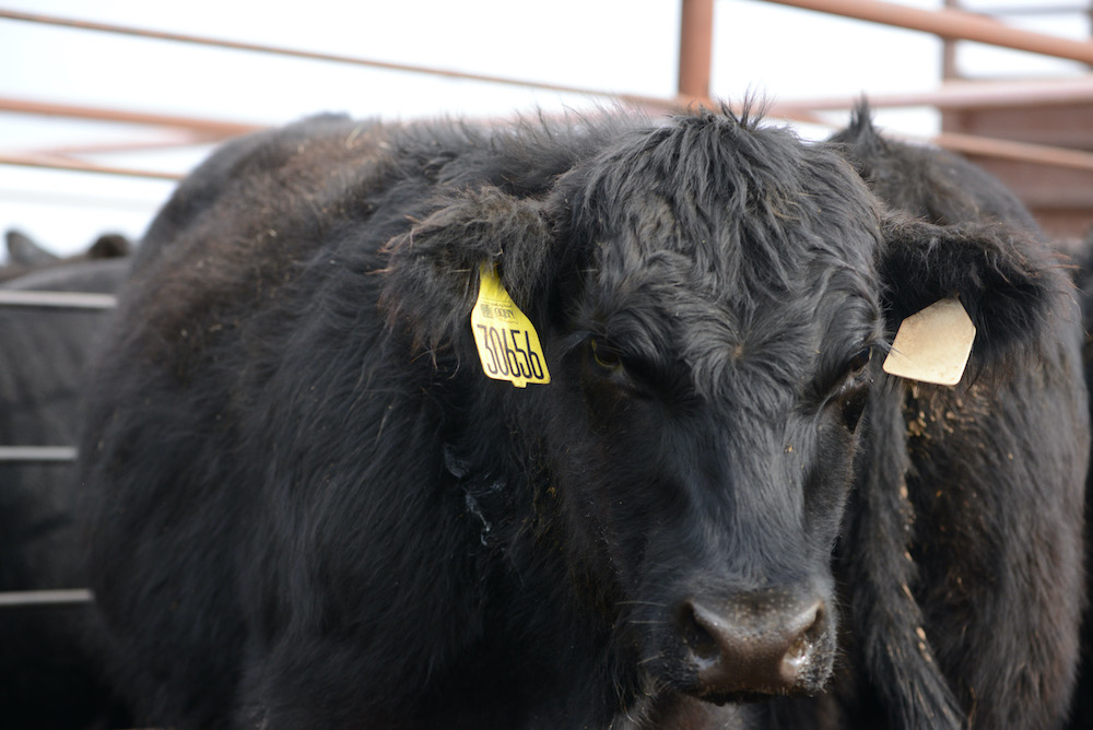 OQBN VAC-45 Cattle Sale Series Begins in November