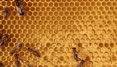 Beekeeping for Beginners with OSU's Courtney Bir 