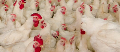 Avian Flu Remains a Persistent Threat to U.S. Poultry Supplies, Export Markets