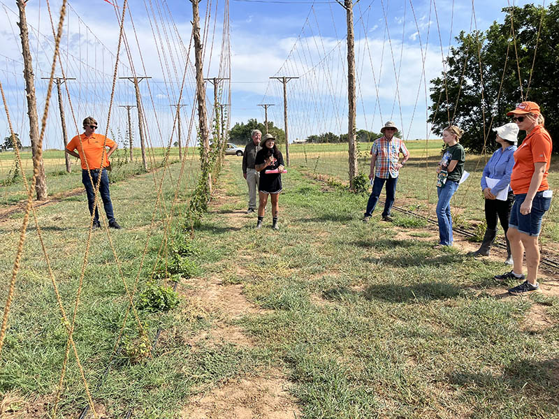 OSU Researchers Seeking to Make Hops a New Oklahoma Crop